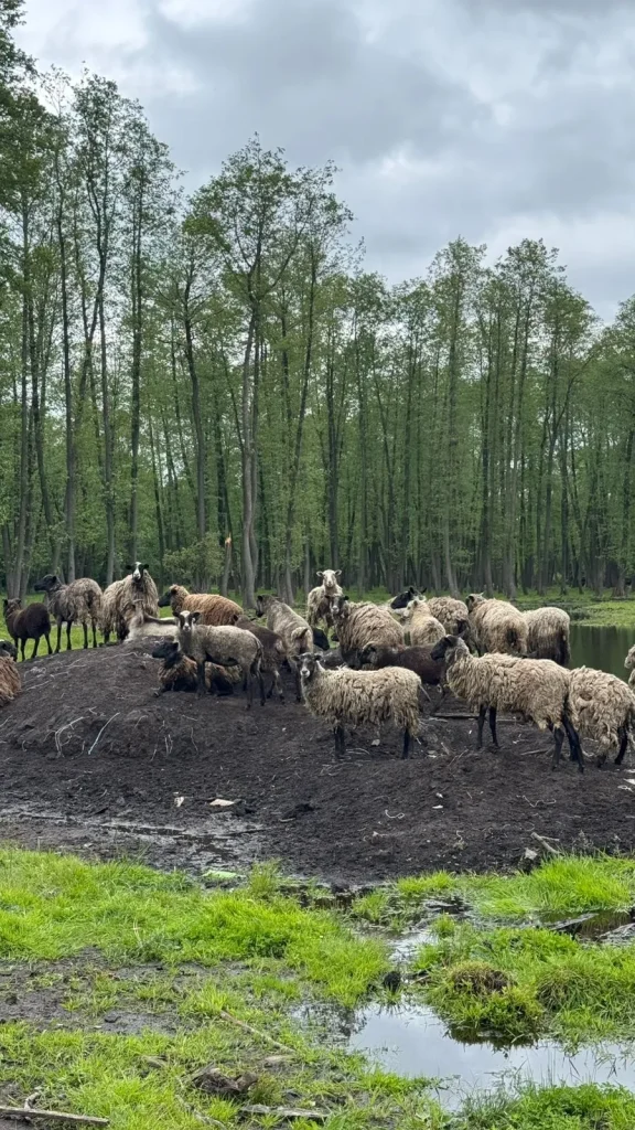 Ветеранський ретрит